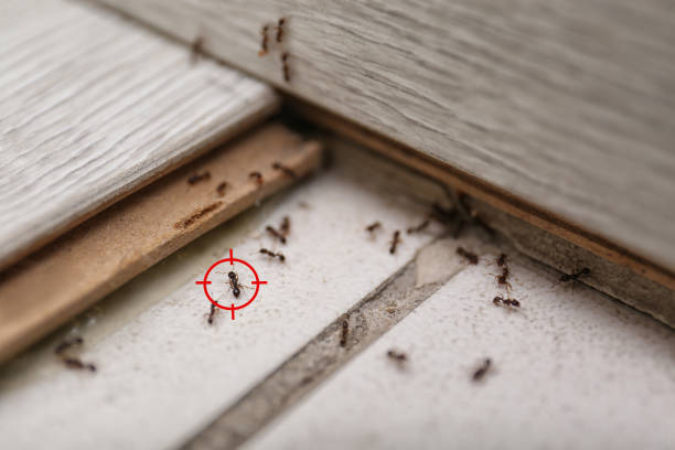 Best Local Pest Control Services  in Social Circle, GA