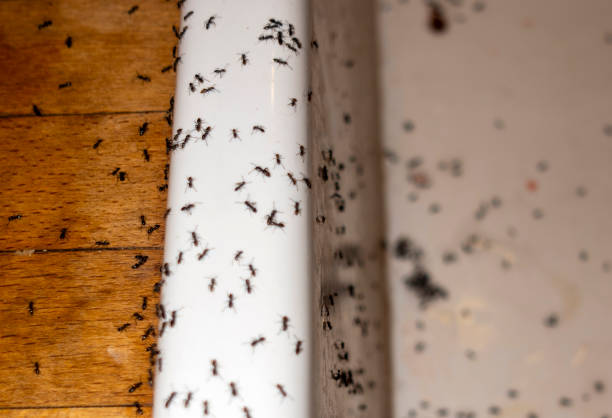 Flea Control Services in Social Circle, GA